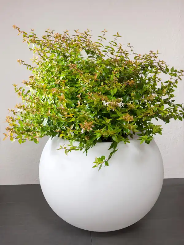Preis Gesenkt Flora 65 2xE27 5m Zul.